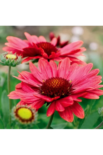 Червоні квіти гайлардії крупним планом